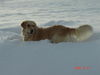 Golden Retriever Hund