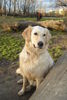 Golden Retriever Hund