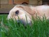 Golden Retriever Hund