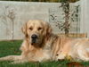 Golden Retriever Hund