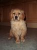 Golden Retriever Hund