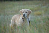 Golden Retriever Hund