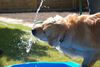 Golden Retriever Hund