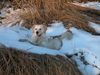 Golden Retriever Hund