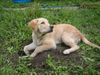 Golden Retriever Hund