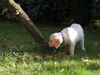 Golden Retriever Hund