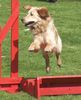 Golden Retriever Hund