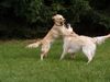 Golden Retriever Hund