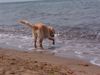 Golden Retriever Hund