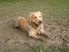 Golden Retriever Hund