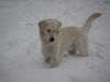 Golden Retriever Hund