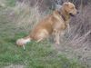 Golden Retriever Hund