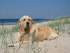 Golden Retriever Hund