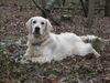 Golden Retriever Hund