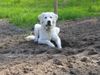 Golden Retriever Hund