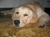 Golden Retriever Hund