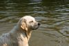 Golden Retriever Hund