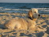 Golden Retriever Hund