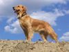 Golden Retriever Hund