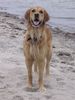 Golden Retriever Hund