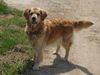 Golden Retriever Hund