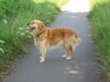 Golden Retriever Hund