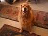 Golden Retriever Hund