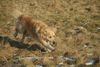 Golden Retriever Hund