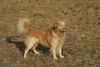 Golden Retriever Hund