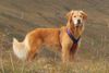 Golden Retriever Hund