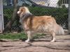 Golden Retriever Hund