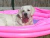 Golden Retriever Hund