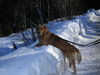 Golden Retriever Hund