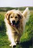 Golden Retriever Hund