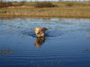 Golden Retriever Hund