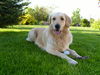 Golden Retriever Hund