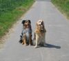 Golden Retriever Hund