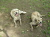 Golden Retriever Hund