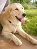 Golden Retriever Hund