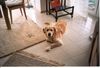 Golden Retriever Hund