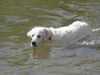 Golden Retriever Hund