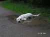 Golden Retriever Hund