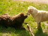 Golden Retriever Hund