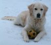 Golden Retriever Hund