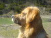 Golden Retriever Hund