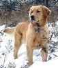 Golden Retriever Hund