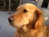 Golden Retriever Hund