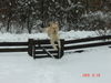 Golden Retriever Hund