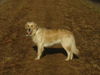 Golden Retriever Hund