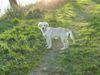 Golden Retriever Hund